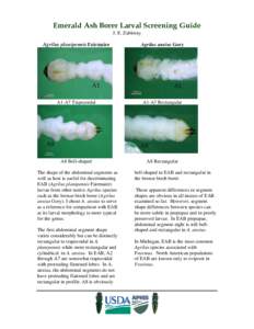 Emerald Ash Borer Larval Screening Guide