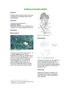 BUDDLEJA SALIGNA HERBA Definition Buddleja Saligna Herba consists of the fresh or dried leaves of Buddleja saligna Willd. (Buddlejaceae). Synonyms