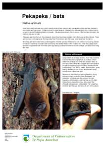 Pekapeka / bats: conservation revealed: publications