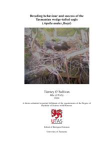 Breeding behaviour and success of the Tasmanian wedge-tailed eagle (Aquila audax fleayi) Tierney O’Sullivan BSc (UTAS)