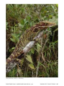 Geology / Herpetology / Cordillera del Cóndor / Cerro El Cóndor / Enyalioides / Cenepa War / Zamora-Chinchipe Province / Ecuador / Centrolene / Volcanology / Pristimantis / Strabomantidae