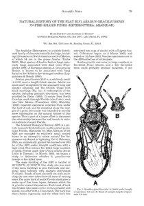 Biology / Curculionidae / Aradus / Aradidae / Bark beetle / Bark / Tree / Pinus elliottii / Pentatomomorpha / Flora of the United States / Botany