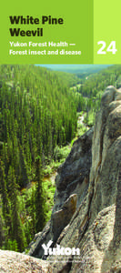 White Pine Weevil Yukon Forest Health — Forest insect and disease  Energy, Mines and Resources