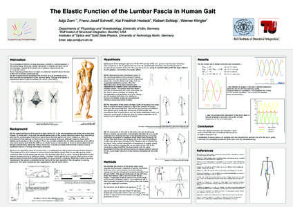 The Elastic Function of the Lumbar Fascia in Human Gait 1,3 4  5