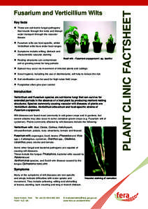 Key facts l These are soil-borne fungal pathogens that invade through the roots and disrupt water transport through the vascular tissues l Fusarium wilts are host-specific, whilst