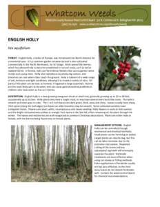 ENGLISH HOLLY Ilex aquifolium THREAT: English holly, a native of Europe, was introduced into North America for ornamental uses. It is a common garden ornamental and is also cultivated commercially in the Pacific Northwes
