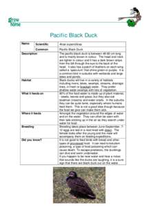 Microsoft Word - Final Bird fact sheet_without intro_.doc