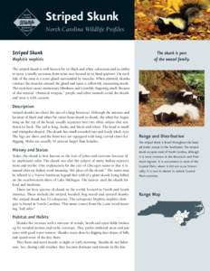 Striped Skunk North Carolina Wildlife Profiles Striped Skunk Mephitis mephitis