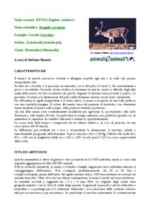 Nome comune: RENNA (Inglese: reindeer) Nome scientifico: Rangifer tarandus Famiglia: Cervidi (Cervidae)