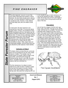 Flora of North America / Bark beetle / Beetle / Slash / Pinus ponderosa / Mountain pine beetle / Thanasimus formicarius / Flora of the United States / Curculionidae / Woodboring beetles