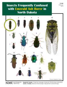 E-1604 Insects Frequently Confused with Emerald Ash Borer in North Dakota