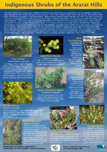 Bursaria spinosa / Flora of Tasmania / Pittosporaceae / Acacia pulchella / Acacia verniciflua / Acacia / Acacia paradoxa / Eudicots / Flora of New South Wales / Trees of Australia