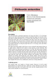 Ornamental trees / Cyatheales / Flora of New South Wales / Flora of Tasmania / Dicksonia antarctica / Dicksonia / Fern / Frond / Tmesipteris / Botany / Plant taxonomy / Dicksoniaceae