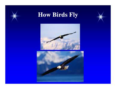 Dinosaurs / Bird behavior / Bird flight / Behavior / Bird / Flight / Ornithology / Beak / Biota / Nature / Bird anatomy / Origin of avian flight