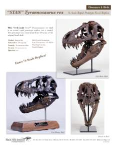 Dinosaurs & Birds  “STAN” Tyrannosaurus rex 1/6 Scale Rapid Prototype Fossil Replica