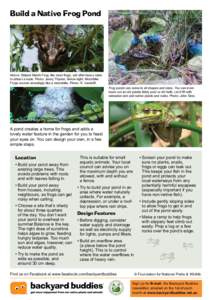 Water garden / Pond / Garden pond / Pacific Tree Frog / Amphibians of Australia / Frog / Litoria moorei