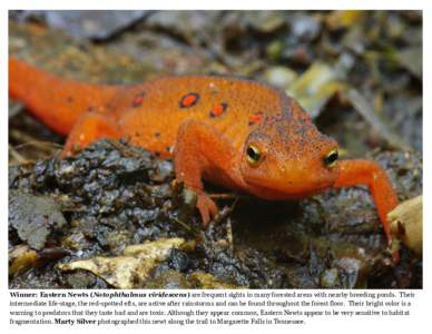 Salamandroidea / Water / Spotted Salamander / Salamander / Notophthalmus / Eastern newt / Vernal pool / Newts / Mole salamanders / Herpetology