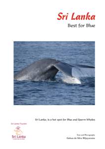 Sri Lanka Best for Blue Sri Lanka, is a hot spot for Blue and Sperm Whales Sri Lanka Tourism