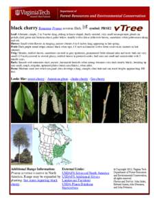 Medicinal plants / Cherries / Prunus serotina / Prunus avium / Prunus virginiana / Prunus / Plum / Lenticel / Flora of the United States / Flora / Rosids