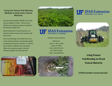 Using the Peanut Pod-Blasting Method to Determine Peanut Maturity Each year approximately 160,000 acres of peanuts are planted in Florida. There are over  70,000 acres of peanuts produced annually in