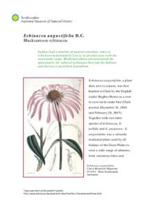 Microsoft Word - Vignette Echinacea angustifolia.doc