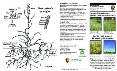 Useful books and websites Brown, Lauren. Grasses: An Identification Guide. Houghton Mifflin, 1979. Great Plains Flora Association. T.M. Barkley, editor. Flora of the Great Plains. University Press of Kansas, 1986. Haddoc