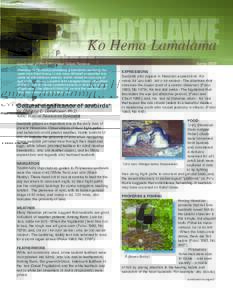 KAHO‘OLAWE Ko Hema Lamalama newsletter of the Kaho‘olawe Island Reserve Welcome to Ko Hema Lamalama, a newsletter declaring the news from Kaho‘olawe. Uncle Harry mitchell interpreted this name as the southern beaco