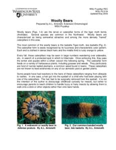 Microsoft Word - PLS 54 Woolly bears