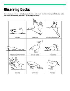 Observing Ducks Observe the ducks at the Zoo or at the Brandywine River next to the Zoo for 5 or 10 minutes. Put an X in the box next to each activity you see a duck doing. See if you can make a tic-tac-toe. SLEEPING