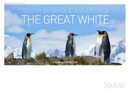 ©SQUIVER PHOTO TOURS & WORKSHOPS | SQUIVER.COM  SOUTH GEORGIA & ANTARCTICA THE GREAT WHITE