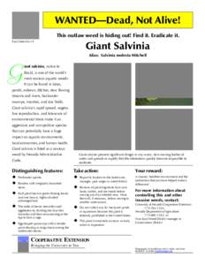 WANTED—Dead, Not Alive! This outlaw weed is hiding out! Find it. Eradicate it. Fact Sheet[removed]Giant Salvinia Alias: Salvinia molesta Mitchell