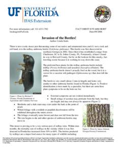 Protostome / Xyleborus glabratus / Zoology / Persea borbonia / Ambrosia beetle / Bark beetle / Xyleborus / Beetle / Ragweed / Curculionidae / Woodboring beetles / Phyla