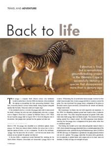 Quagga / Extinction / Evolutionary biology / Reinhold Rau / Plains Zebra / Breeding / Zebroid / Iziko South African Museum / Hybrid / Fauna of Africa / Zebras / Equus