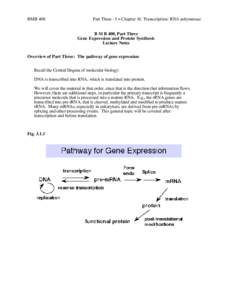 BMB 400  Part Three - I = Chapter 10. Transcription: RNA polymerase B M B 400, Part Three Gene Expression and Protein Synthesis Lecture Notes