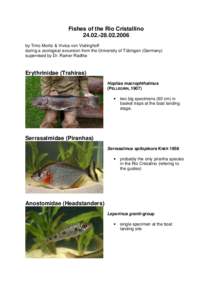 Brycon / Moenkhausia / Loricariidae / Astyanax / Catfish / Fish / Characidae / Tetras