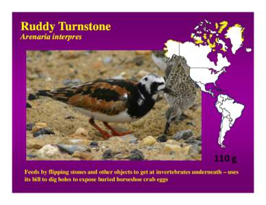 Species ID Module - Part 3 - Ruddy Turnstone