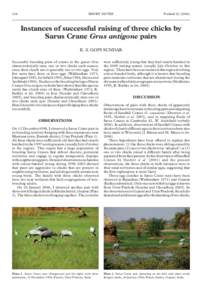 Instances of successful raising of three chicks by Sarus Crane Grus antigone pairs (Forktail 22: [removed]PDF, 160 KB)