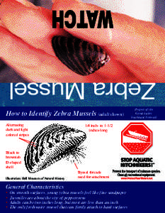 WATCH Zebra Mussel How to Identify Zebra Mussels (adult shown) Alternating dark and light colored stripes