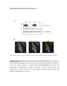 SUPPLEMENTAL FIGURES TO NEAGOE ET AL.  Supplemental Fig. 1. Characterization of a new ClC-6-specific antibody (6C3). A, Immunoblot of brain membranes (40 µg/lane) from two ClC-6 KO and two WT littermates probed with rab