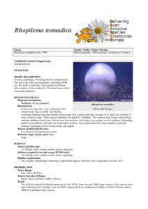 Taxonomy / Jellyfish / Rhizostomae / Rhopilema / Scyphozoa / Cnidaria / Pelagic zone / Polyp / Planula / Cnidarians / Biology / Zoology