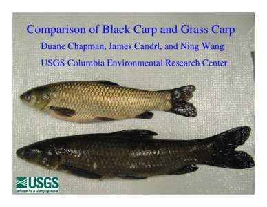 Comparison of Black Carp and Grass Carp Duane Chapman, James Candrl, and Ning Wang USGS Columbia Environmental Research Center Black Carp