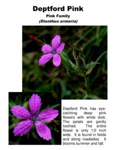 Deptford Pink Pink Family (Dianthus armeria)  Deptford Pink has eyecatching