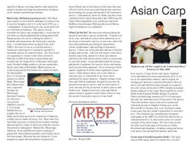 Asian carp / Bighead carp / Black carp / Silver carp / Common carp / Fish farming / Fish kill / Hypophthalmichthys / Aquaculture / Fish / Cypriniformes / Carp