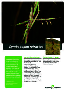 Cymbopogon refractus is a clump-forming perennial warm season grass 1 m in height when in flower [4]. It is most notable for its seedheads, which look like