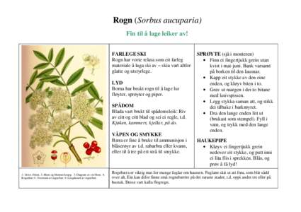 Rogn (Sorbus aucuparia) Fin til å lage leiker av! FARLEGE SKI Rogn har vorte rekna som eit farleg materiale å laga ski av – skia vart altfor glatte og utstyrlege.