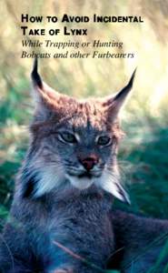 HOW TO AVOID INCIDENT AL NCIDENTAL TAKE OF LYNX While Trapping or Hunting Bobcats and other Furbearers