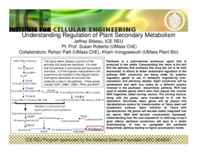 Understanding Regulation of Plant Secondary Metabolism Jeffrey Bibeau, ICE REU PI: Prof. Susan Roberts (UMass ChE) Collaborators: Rohan Patil (UMass ChE), Kham Vongpaseuth (UMass Plant Bio) MEP/MVA Pathway
