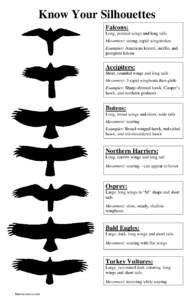 Know Your Silhouettes Falcons: Long, pointed wings and long tails Movement: strong, rapid wingstrokes Examples: American kestrel, merlin, and peregrine falcon