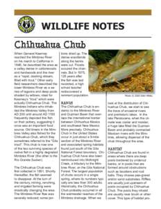 WILDLIFE NOTES Chihuahua Chub When General Kearney reached the Mimbres River on his march to California in 1846, he described the area as