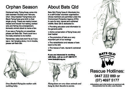 Orphan Season  About Bats Qld Orphaned baby Flying-foxes come into care between October and February